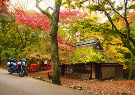 茅葺きのお茶屋と紅葉