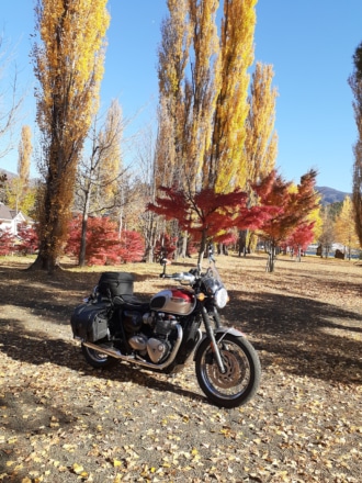 河口湖湖畔の紅葉