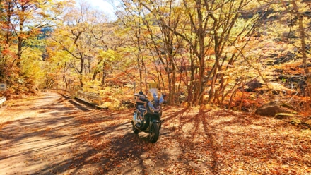 渓谷の紅葉