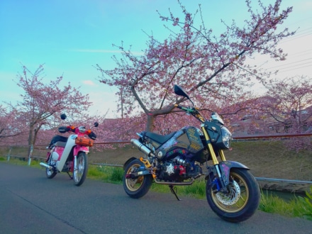 鷲宮の河津桜