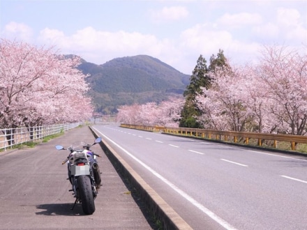 桜街道