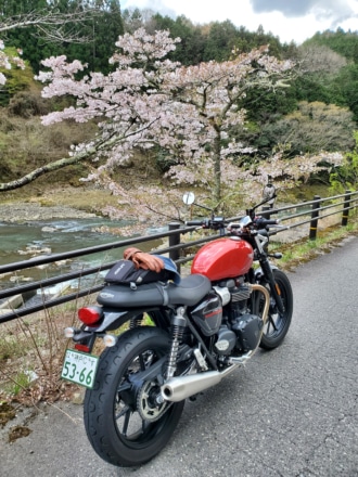 川代渓谷サクラ🌸