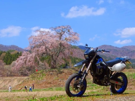 今年最後の桜ツー