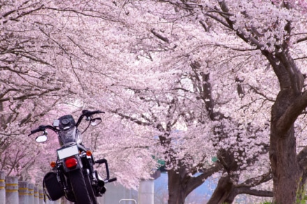 桜色の天井