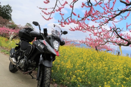 桃と菜の花とV-Strom650