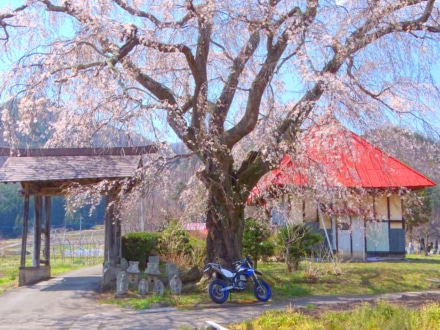 桜の下で一休み