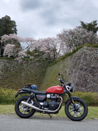 篠山城跡サクラ