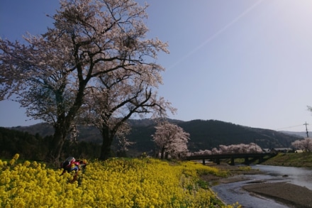 余呉川の菜の花と桜