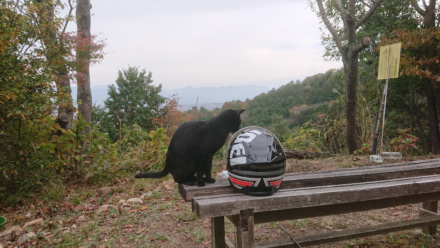 黒猫とヘルメット