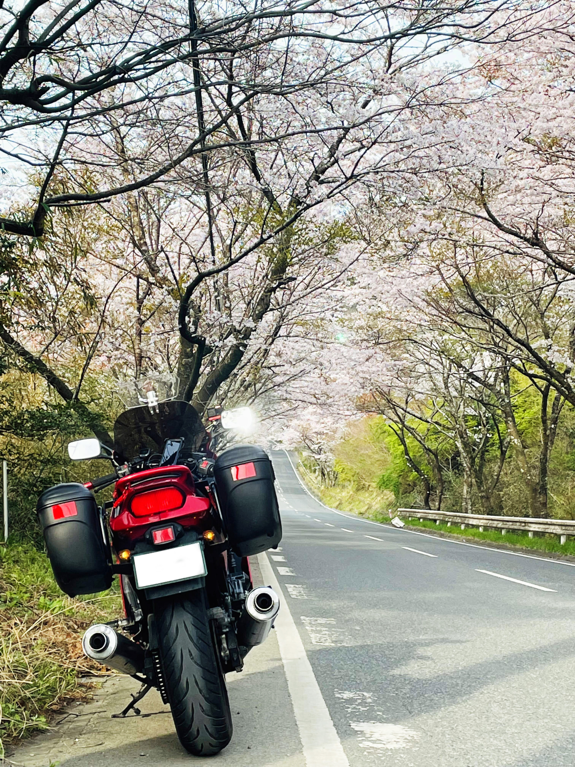 夕日の桜道