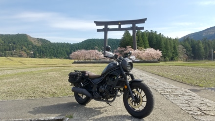 大鳥居と桜