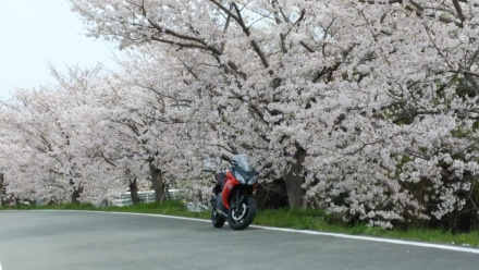 桜満開