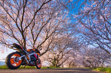 桜のトンネル