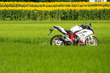 座間のヒマワリとCBR250RR