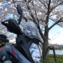 近所の桜とV-STROM650