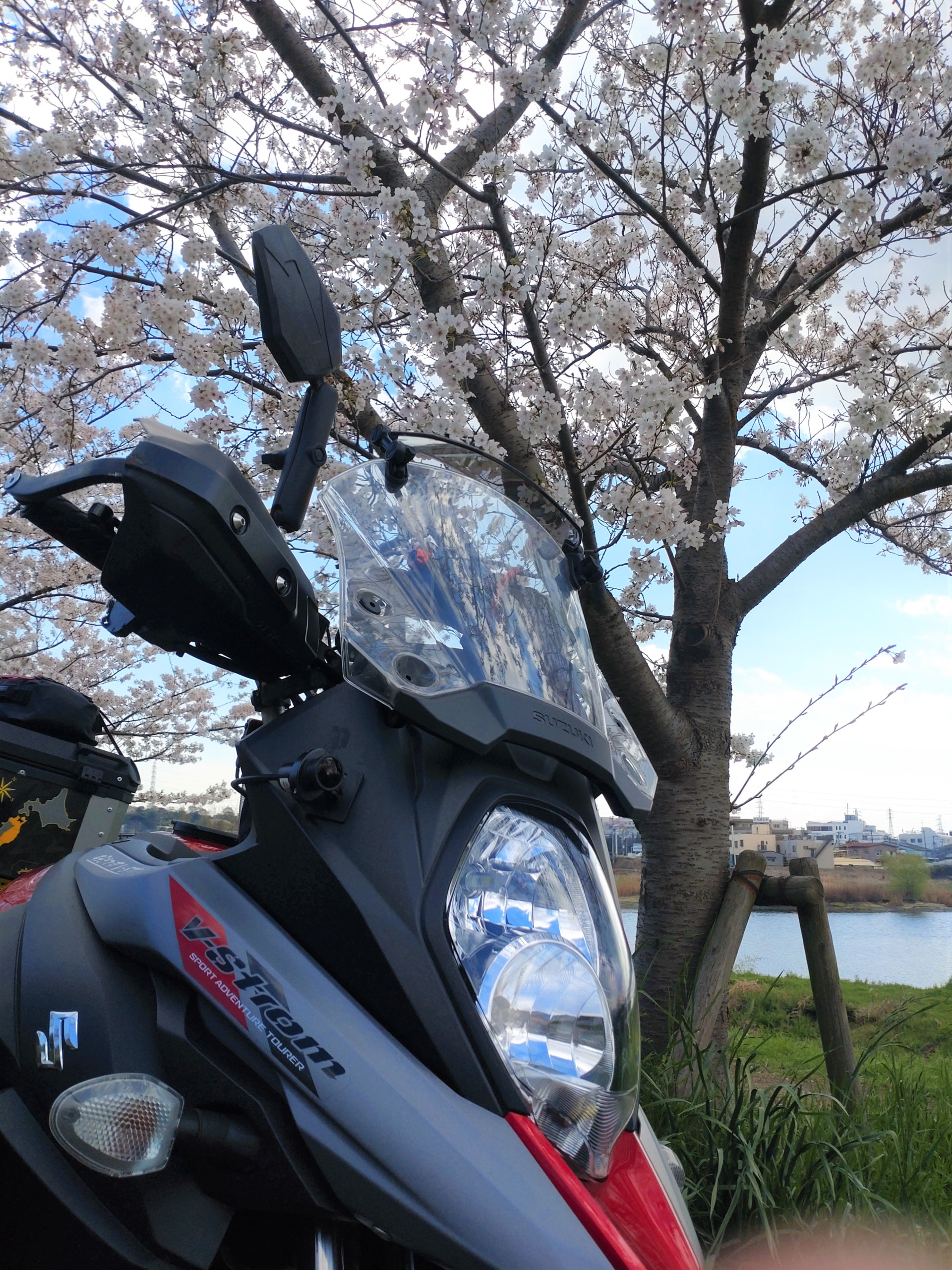 近所の桜とV-STROM650