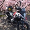 河津桜とV-STROM650
