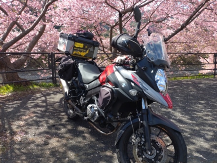 河津桜とV-STROM650