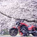 満開の桜
