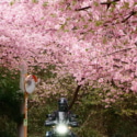 河津桜のトンネルを抜け