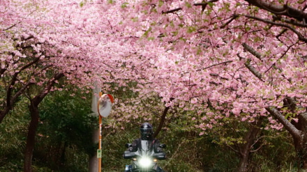 河津桜のトンネルを抜け