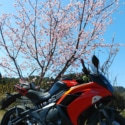 花見だ