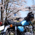 地元の綺麗な花見スポット