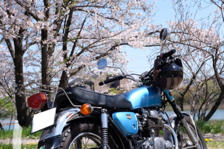 地元の綺麗な花見スポット