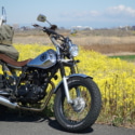 河川敷の菜の花とTW200