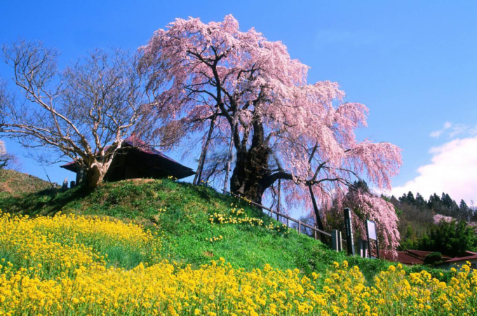 桜と菜の花