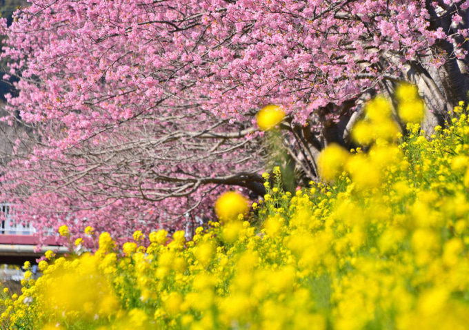 桜と菜の花