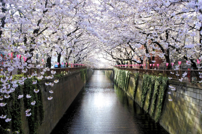 目黒川の桜