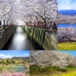 バイクで行きたい関東・甲信越エリアの『桜の名所』5選！