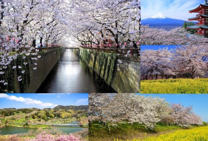 バイクで行きたい関東・甲信越エリアの『桜の名所』5選！