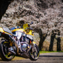 桜とコラボ
