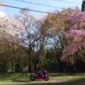 廃村跡の桜