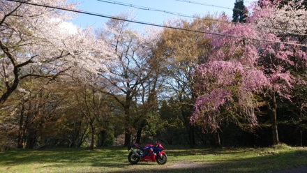 廃村跡の桜