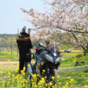房総桜と菜の花