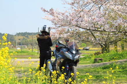 房総桜と菜の花