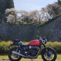 春の篠山城跡
