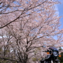 桜ツーリング