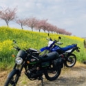 駆け込み桜を求めて