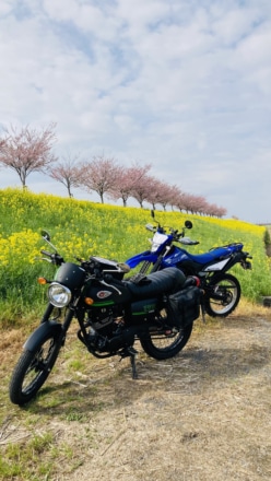 駆け込み桜を求めて