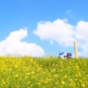 菜の花の土手