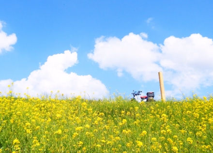 菜の花の土手