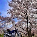 相棒と桜
