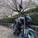 相棒と花見へ