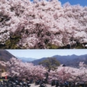 「花見だョ！全員集合」