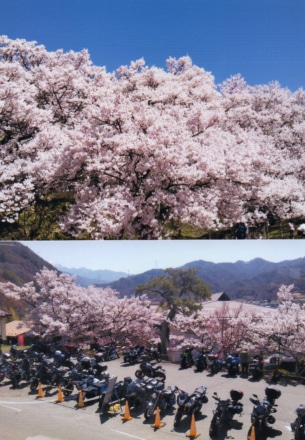 「花見だョ！全員集合」