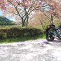 桜吹雪